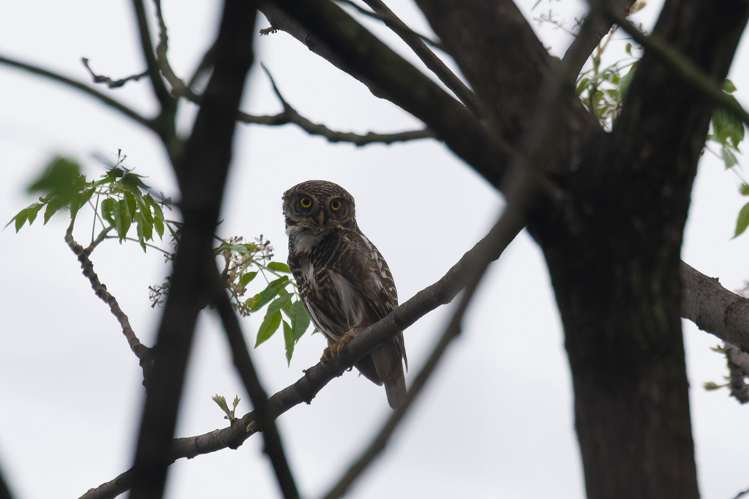 Asian Barred Owlet (image by Diedert Koppenol)
