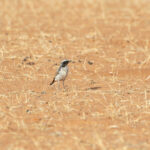 Atlas Wheatear (image by Diedert Koppenol)