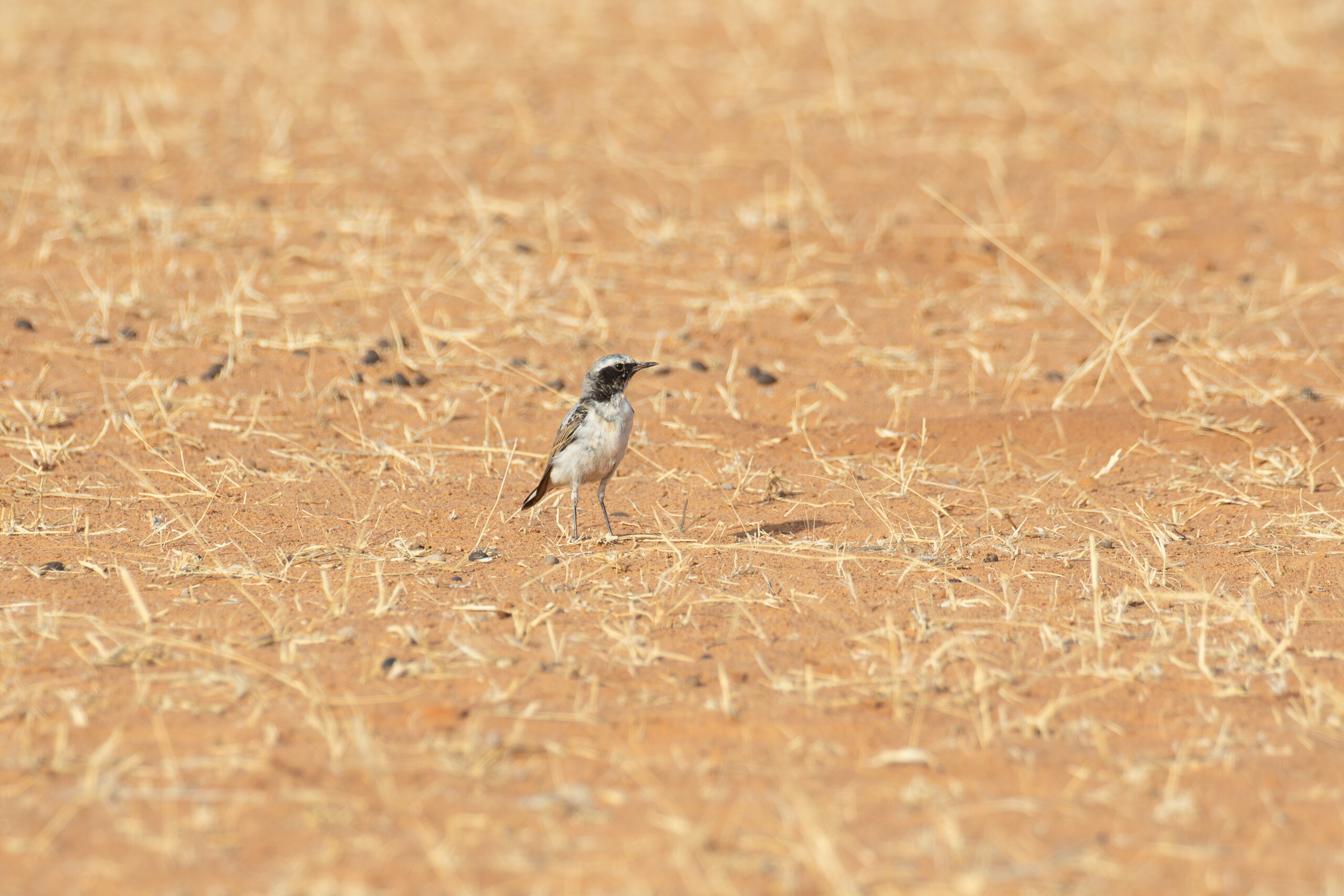 Atlas Wheatear (image by Diedert Koppenol)