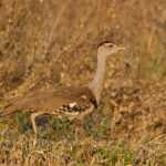 Australian Bustard (image by Hannu Jännes)