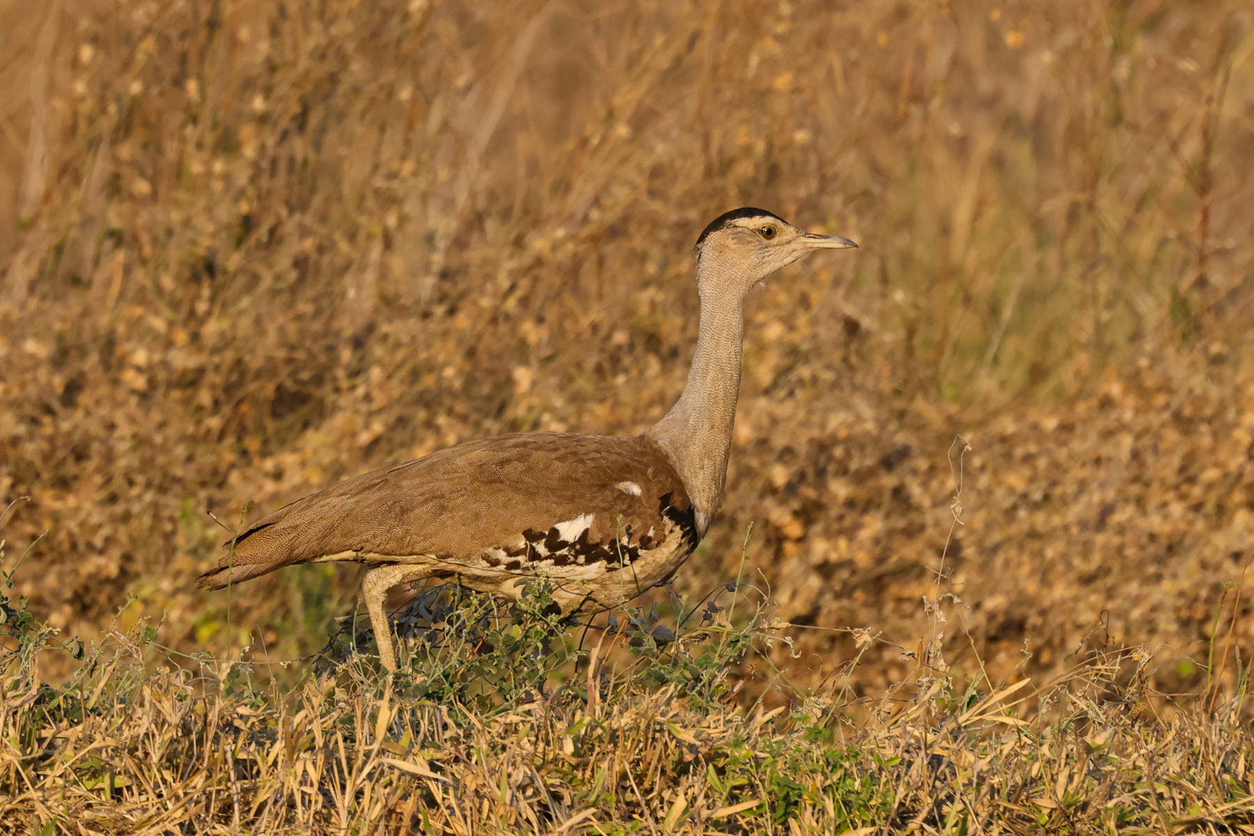 Australian Bustard (image by Hannu Jännes)