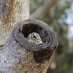 Australian Owlet-nightjar (image by Hannu Jännes)