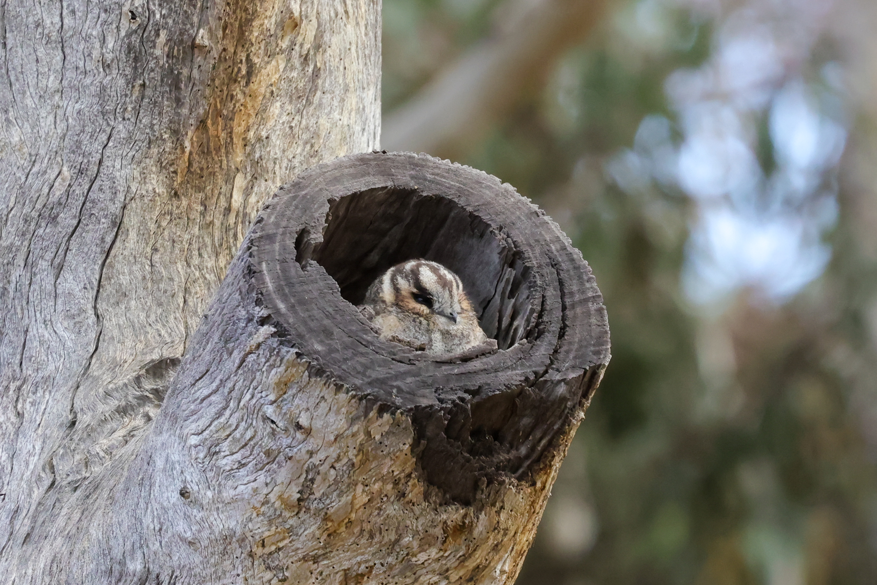Australian Owlet-nightjar (image by Hannu Jännes)