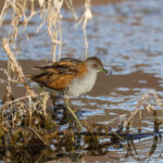Baillons Crake (image by Hannu Jännes)
