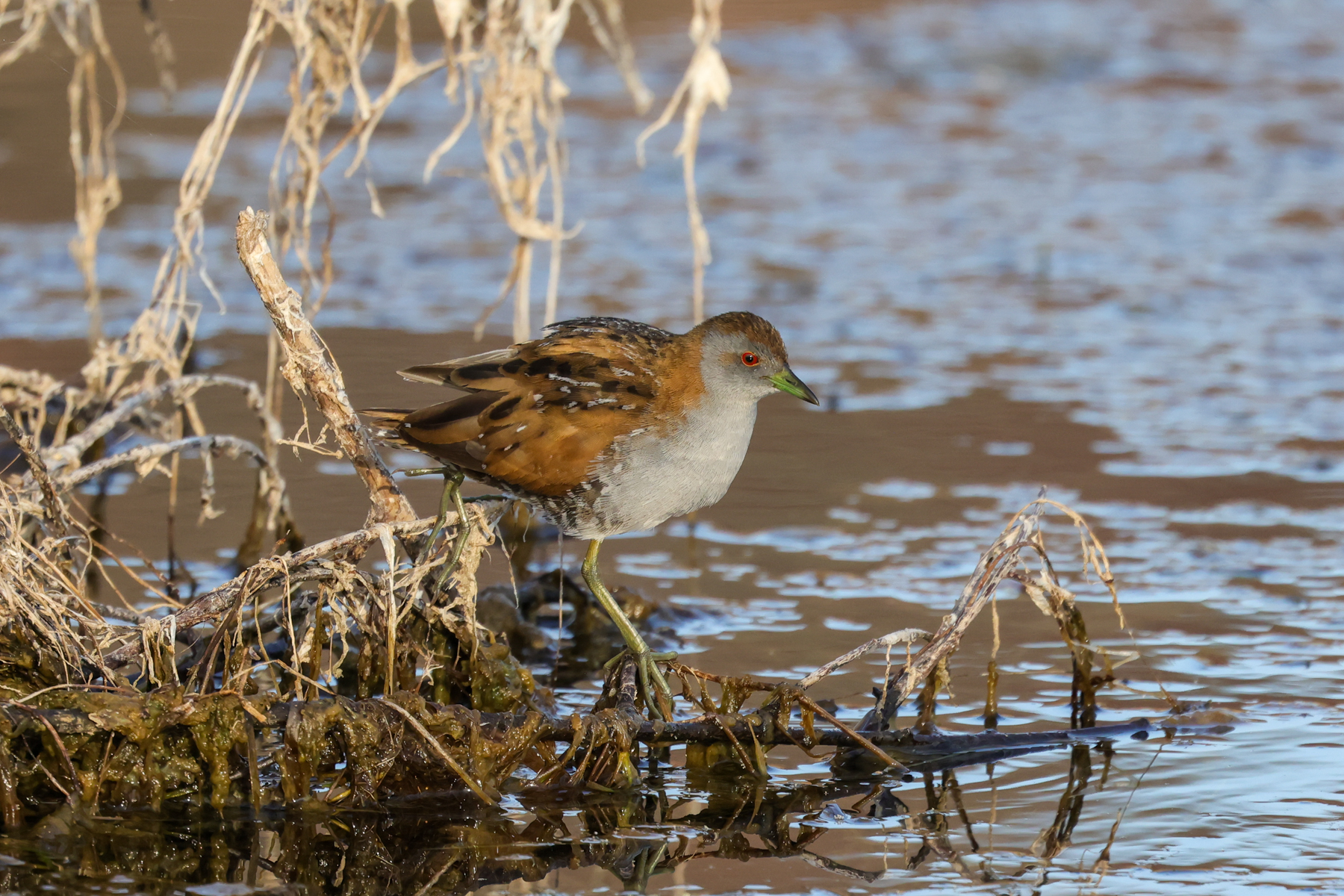 Baillons Crake (image by Hannu Jännes)
