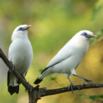 Bali Mynas (image by Trevor Ellery)