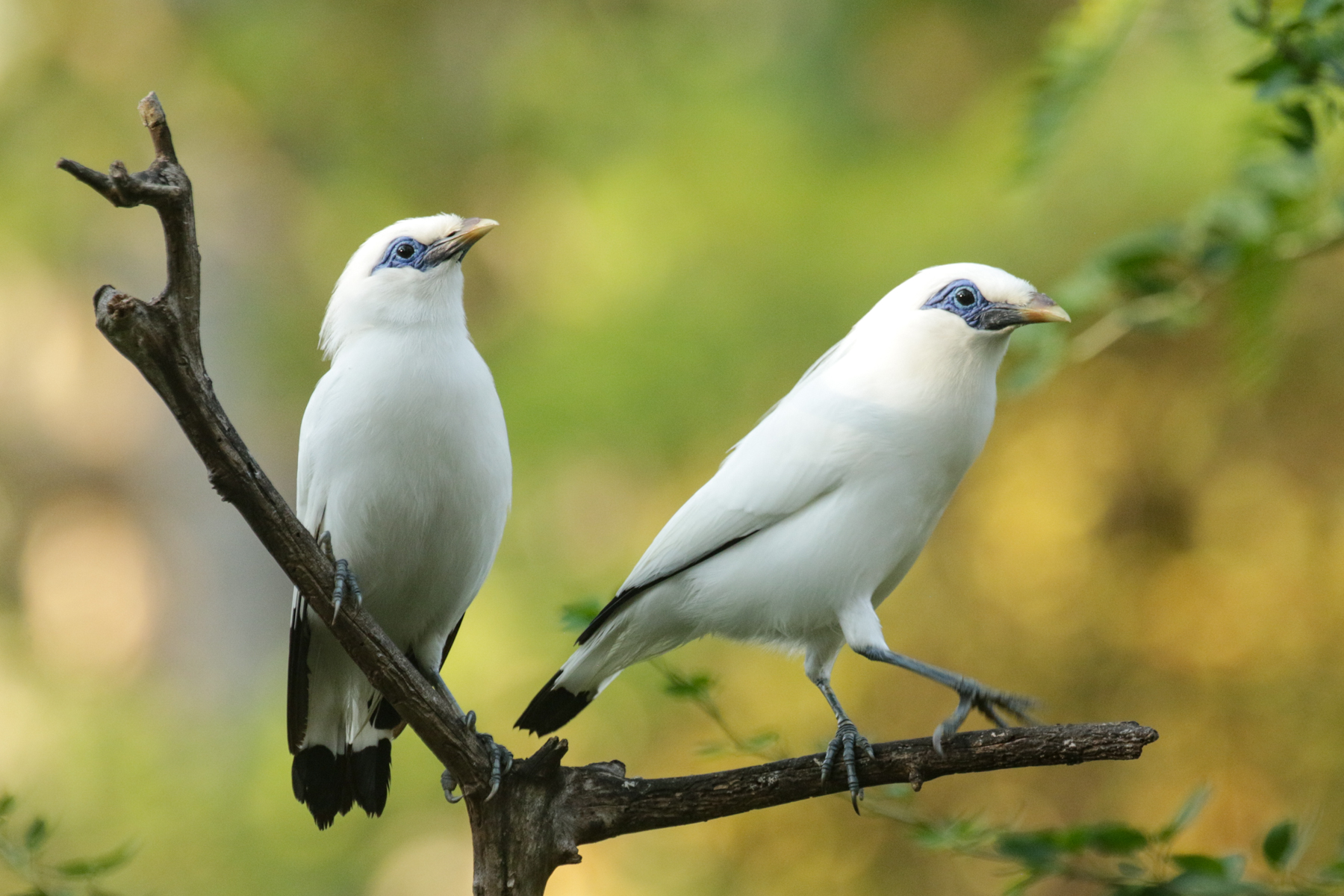 Bali Mynas (image by Trevor Ellery)