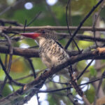 Banded Kingfisher (image by Sjoerd Radstaak)