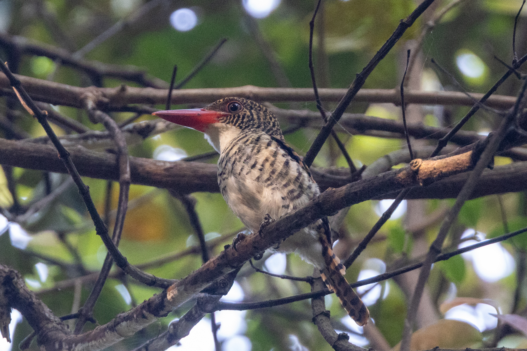 Banded Kingfisher (image by Sjoerd Radstaak)