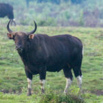 Banteng (image by Trevor Ellery)