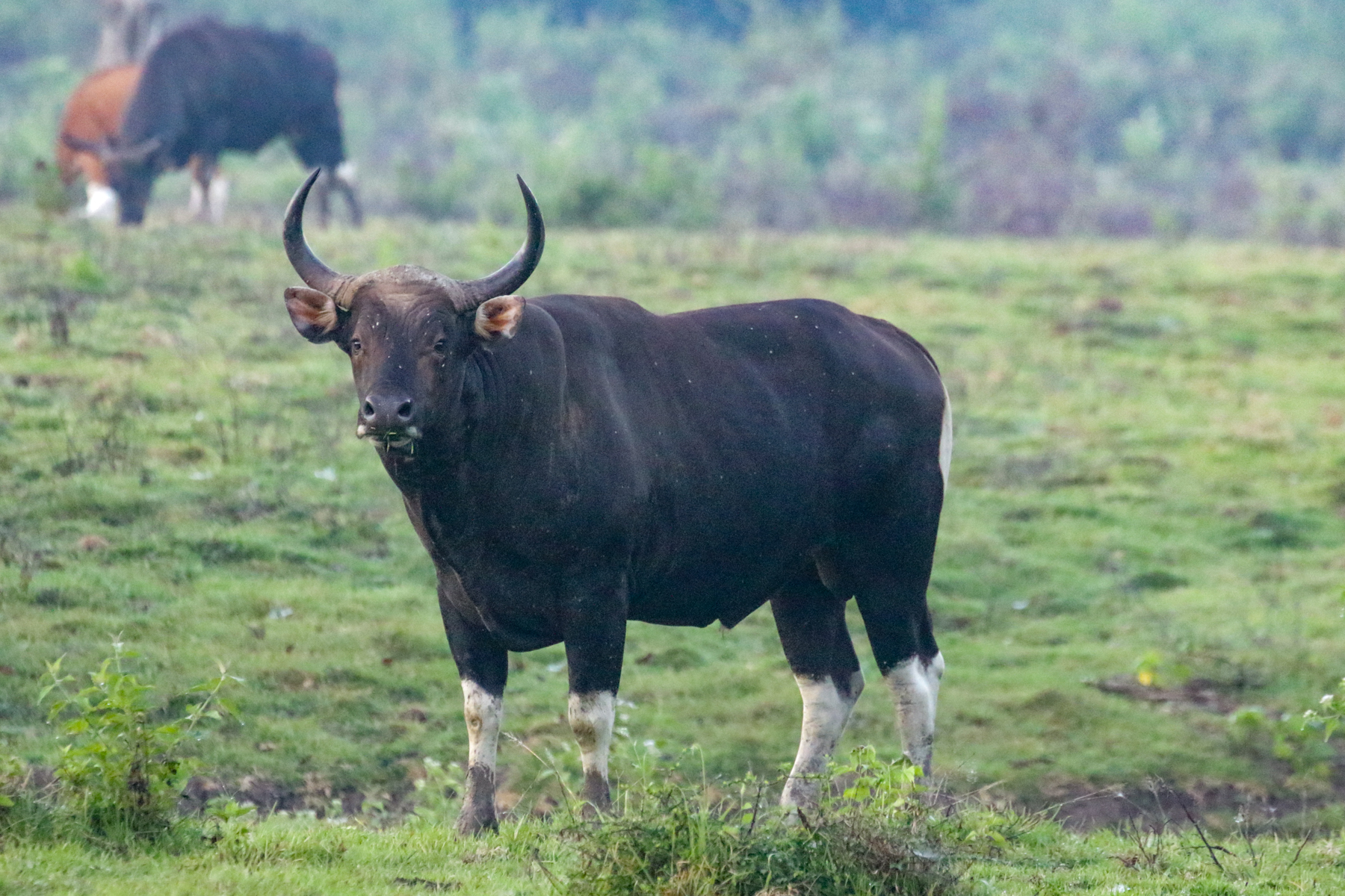 Banteng (image by Trevor Ellery)