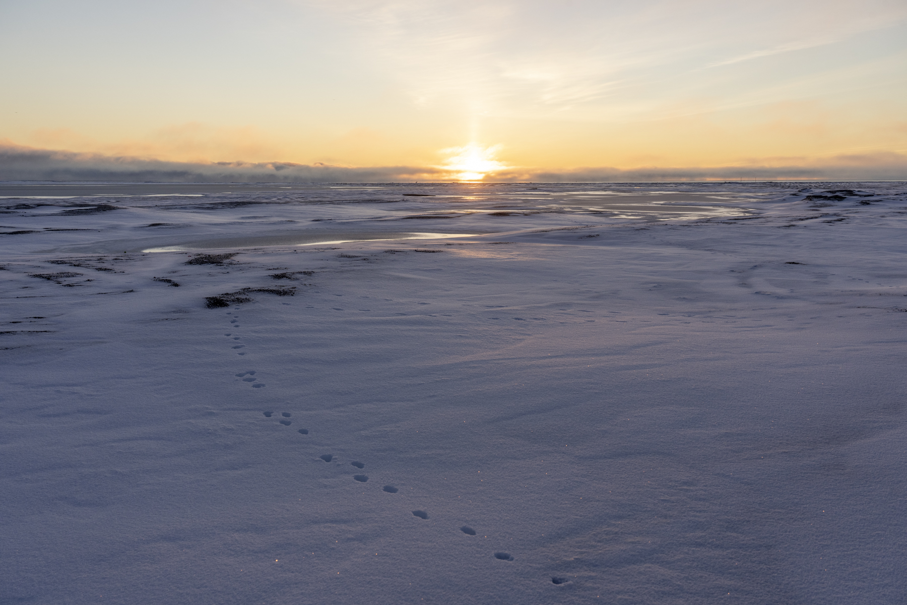 Arctic Fox prints (image by Mark Beaman)