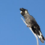 Baudin's Black Cockatoo (image by Frederic Pelsy)