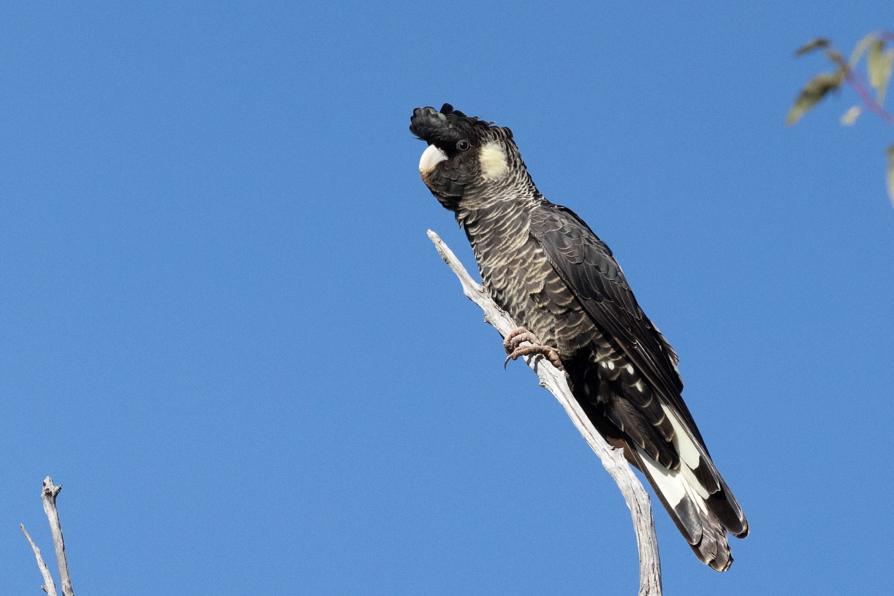 Baudin's Black Cockatoo (image by Frederic Pelsy)