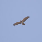 Beaudouin's Snake Eagle (image by Diedert Koppenol)