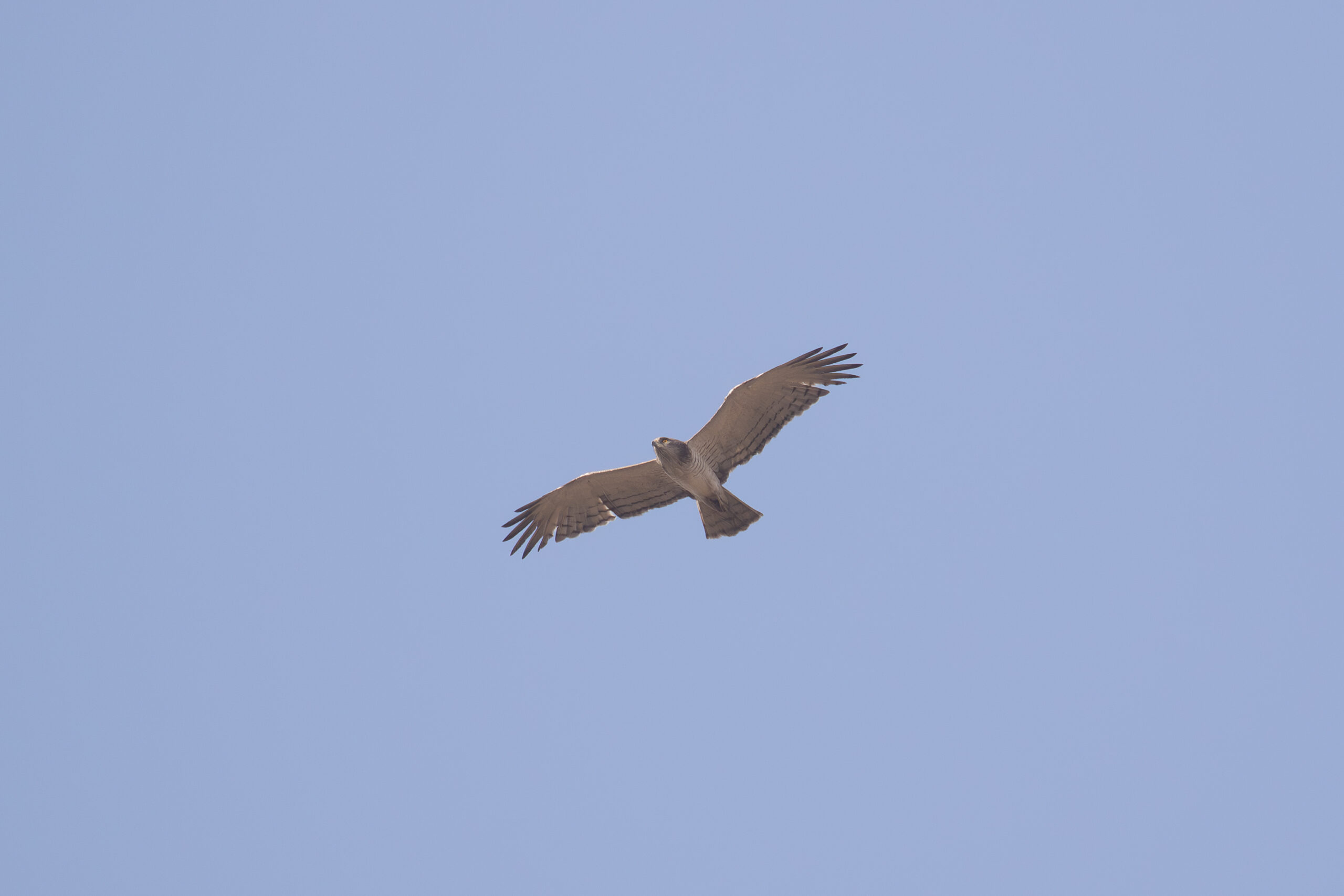 Beaudouin's Snake Eagle (image by Diedert Koppenol)