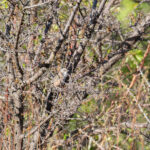 Beijing Babbler (image by Diedert Koppenol)