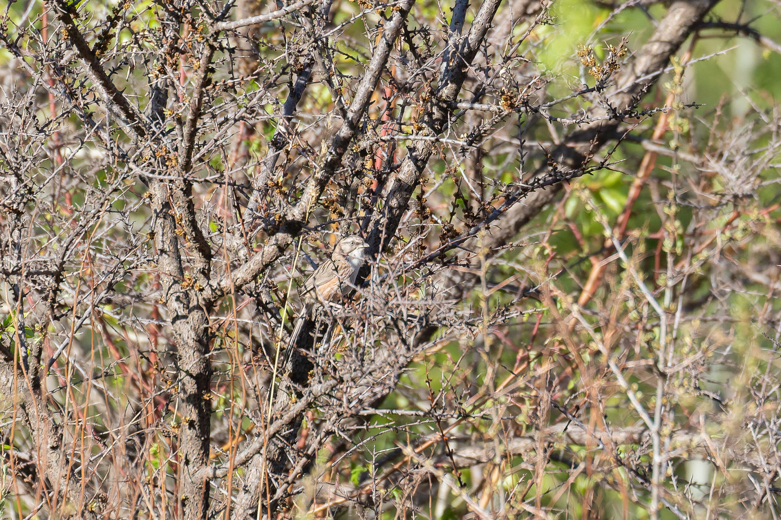 Beijing Babbler (image by Diedert Koppenol)