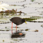 Black Crake (image by Diedert Koppenol)