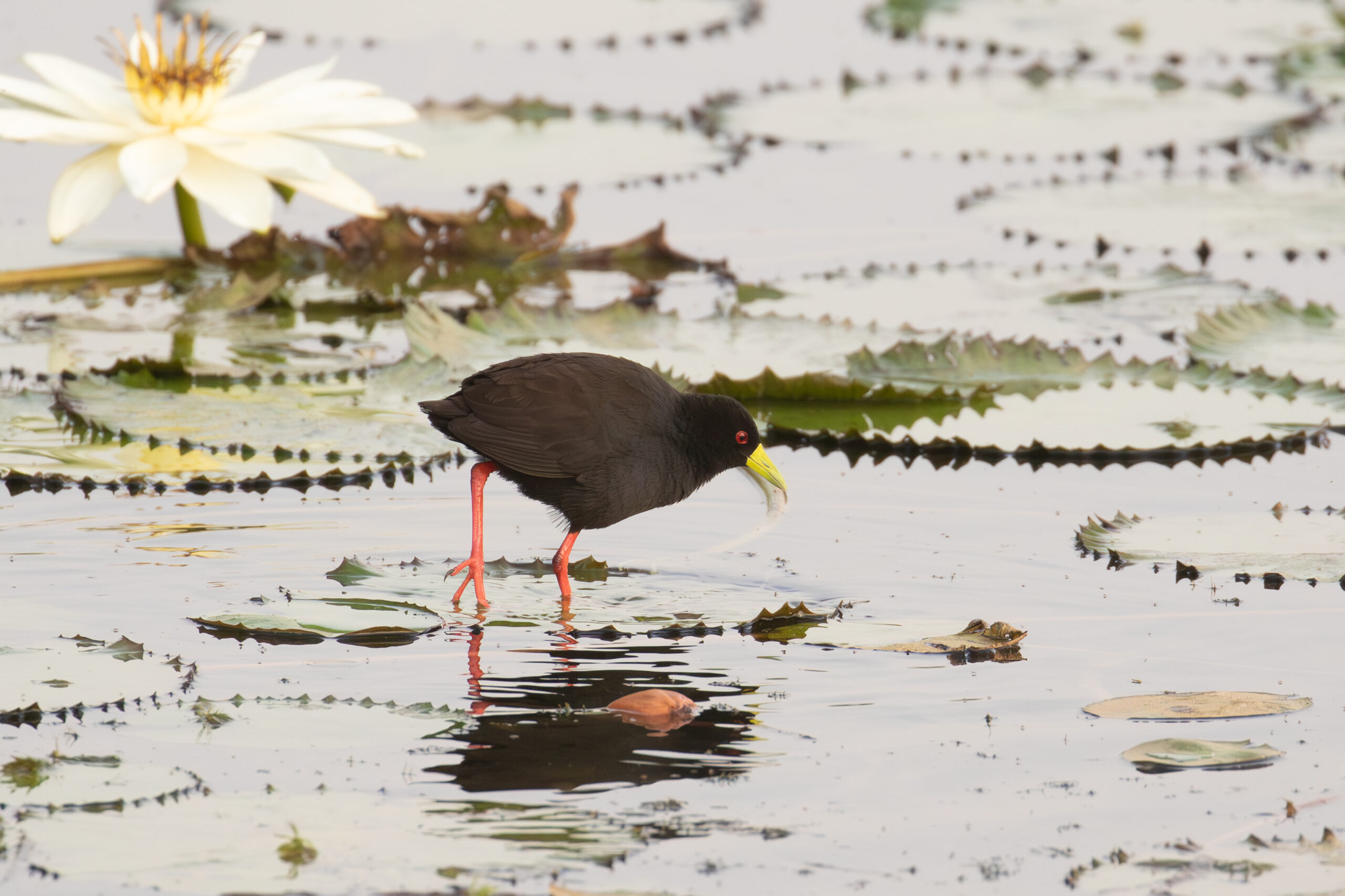 Black Crake (image by Diedert Koppenol)