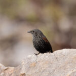 Black Grasswren (image by Hannu Jännes)
