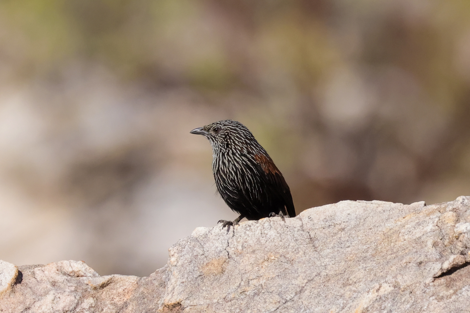 Black Grasswren (image by Hannu Jännes)