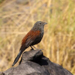 Black Grasswren (image by Hannu Jännes)