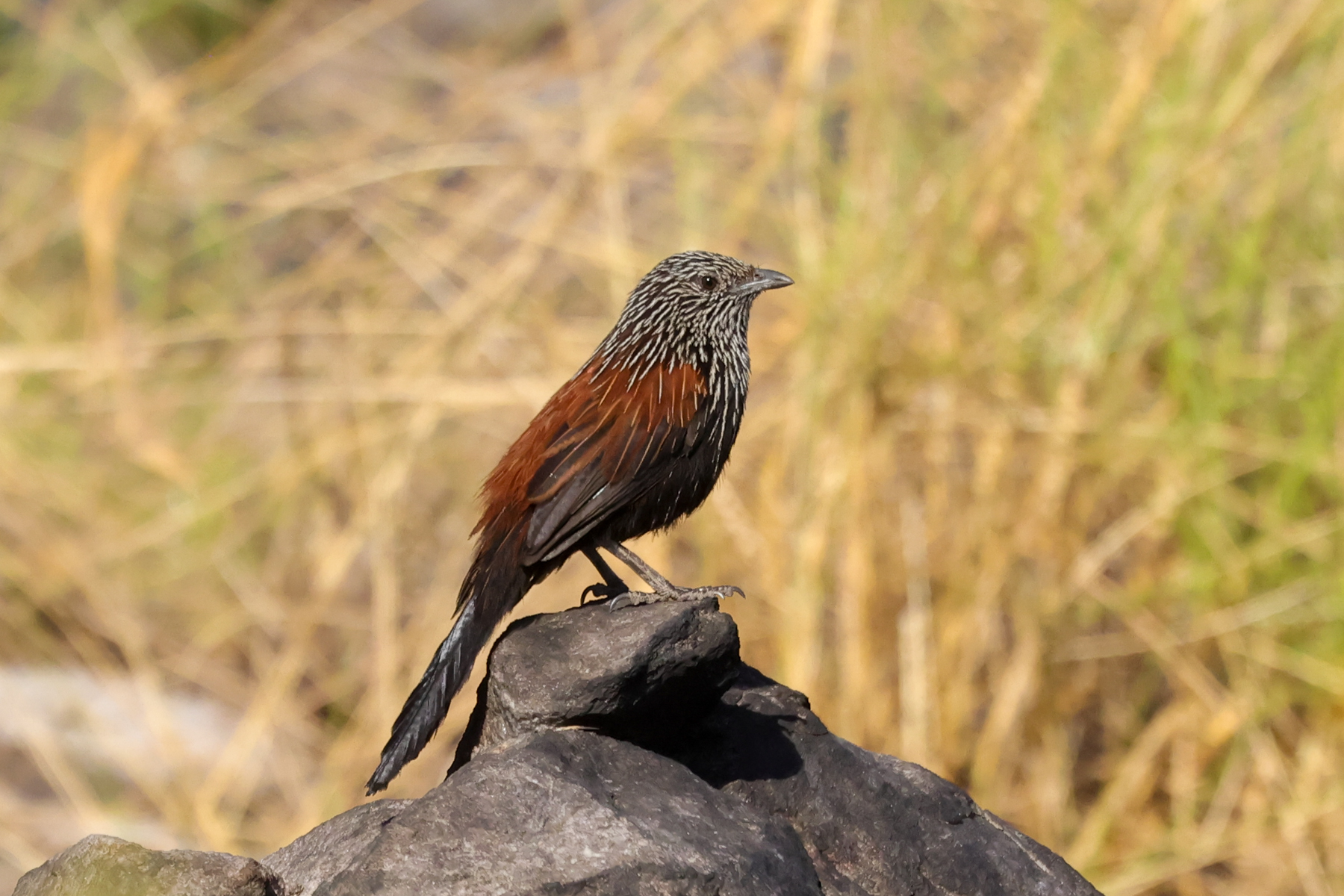 Black Grasswren (image by Hannu Jännes)