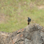 Black Redstart (image by Diedert Koppenol)