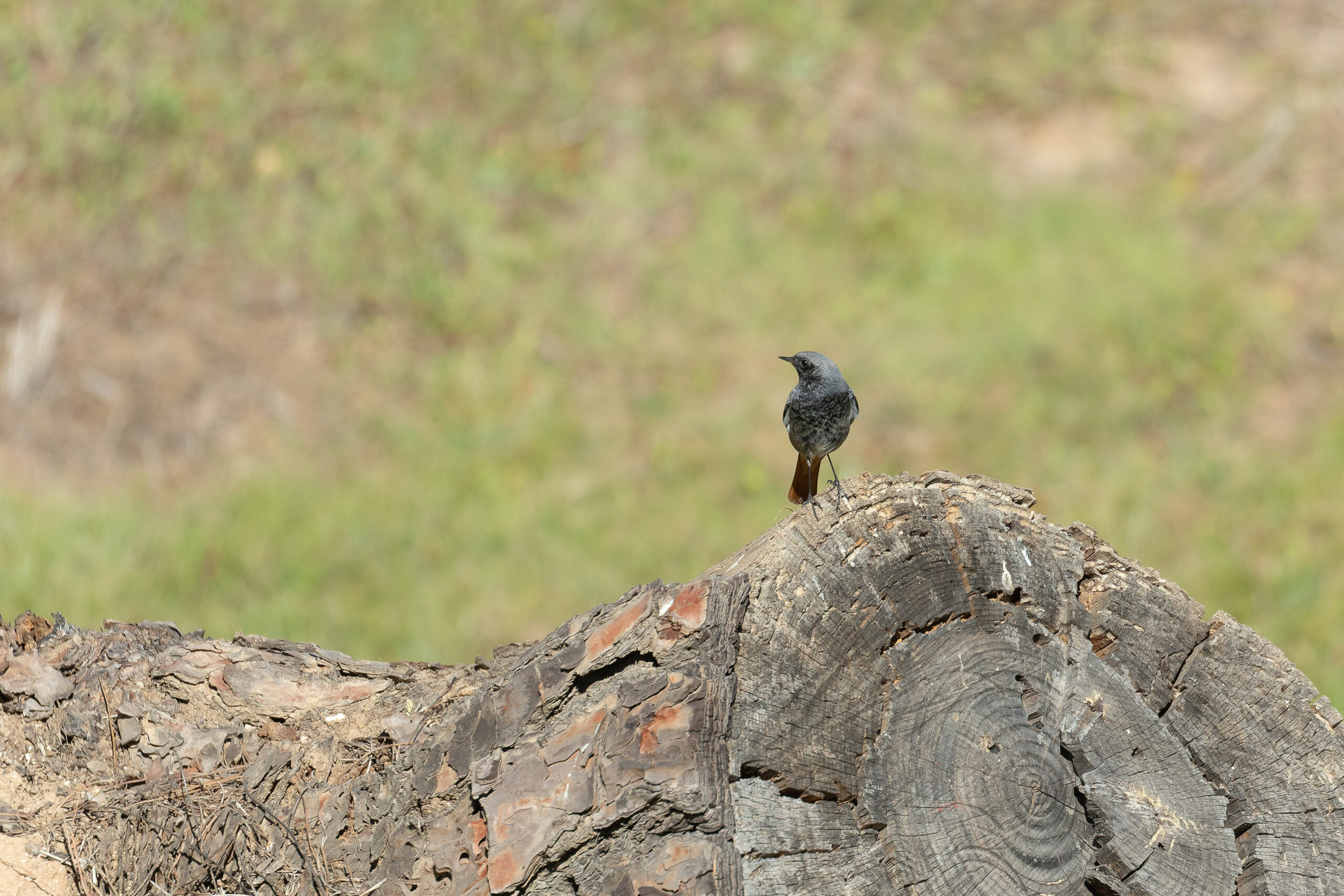Black Redstart (image by Diedert Koppenol)