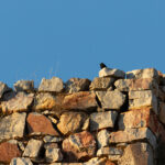 Black Wheatear & Rock Sparrow (image by Diedert Koppenol)