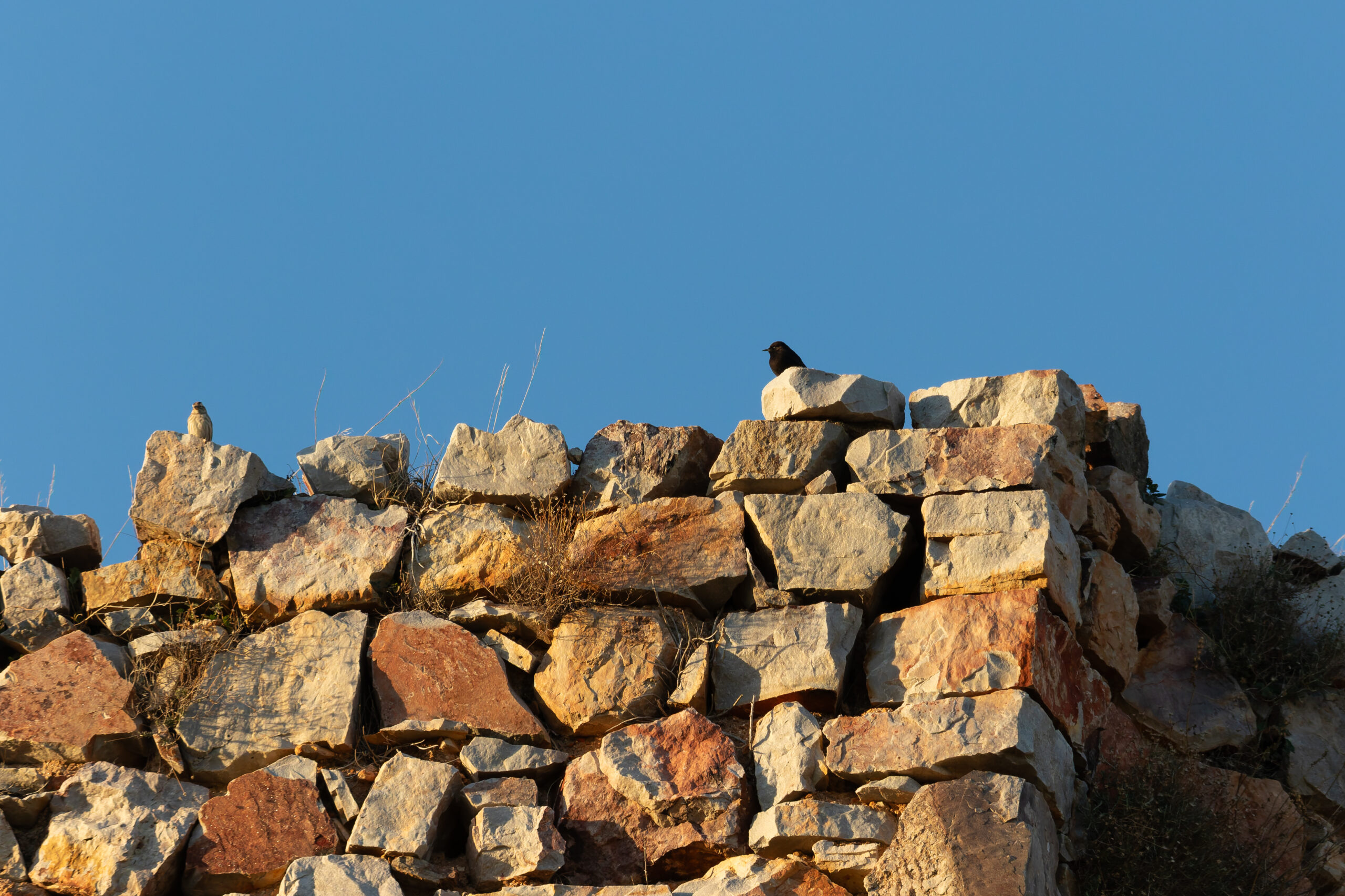 Black Wheatear & Rock Sparrow (image by Diedert Koppenol)
