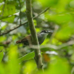 Black-browed Babbler (image by Trevor Ellery)