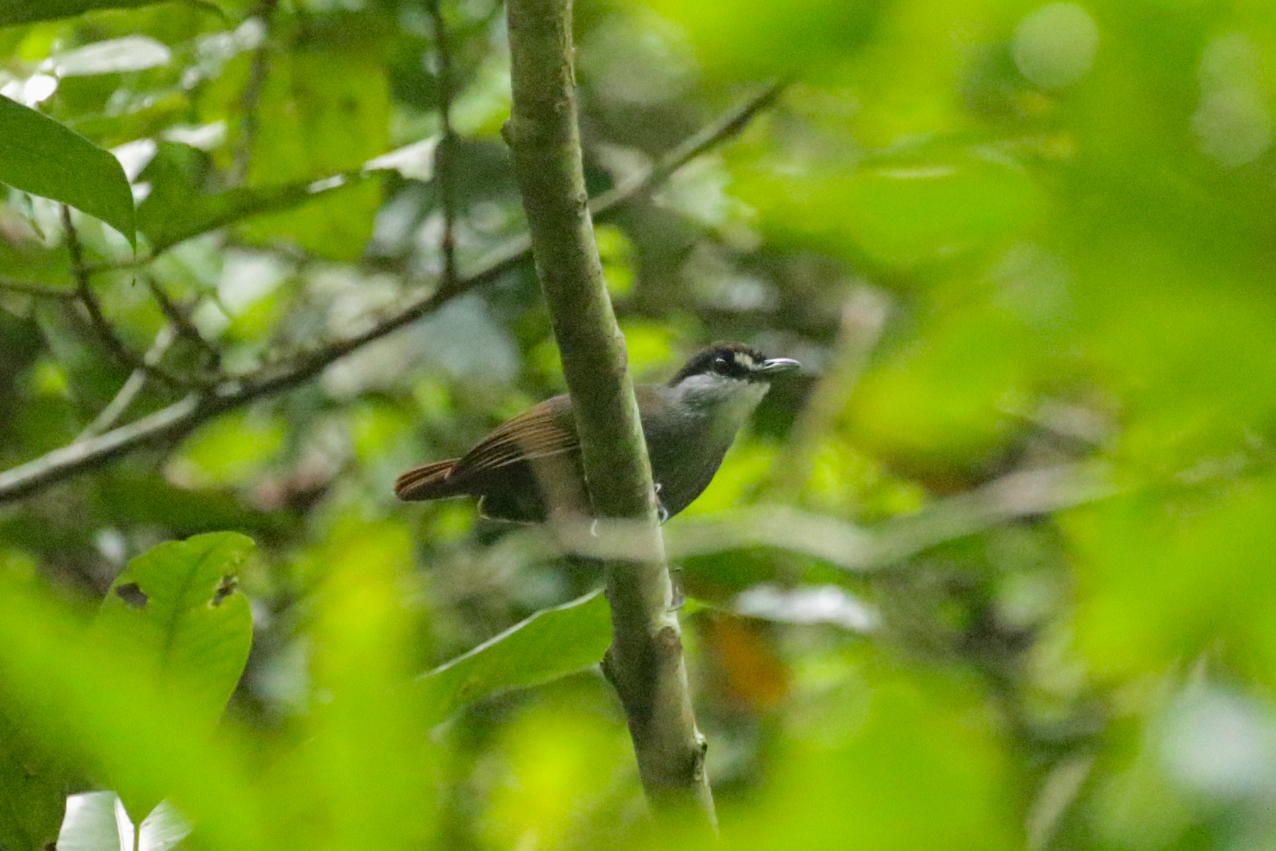 Black-browed Babbler (image by Trevor Ellery)
