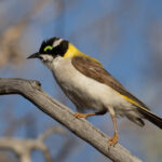 Black-chinned Honeyeater (image by Frederic Pelsy)