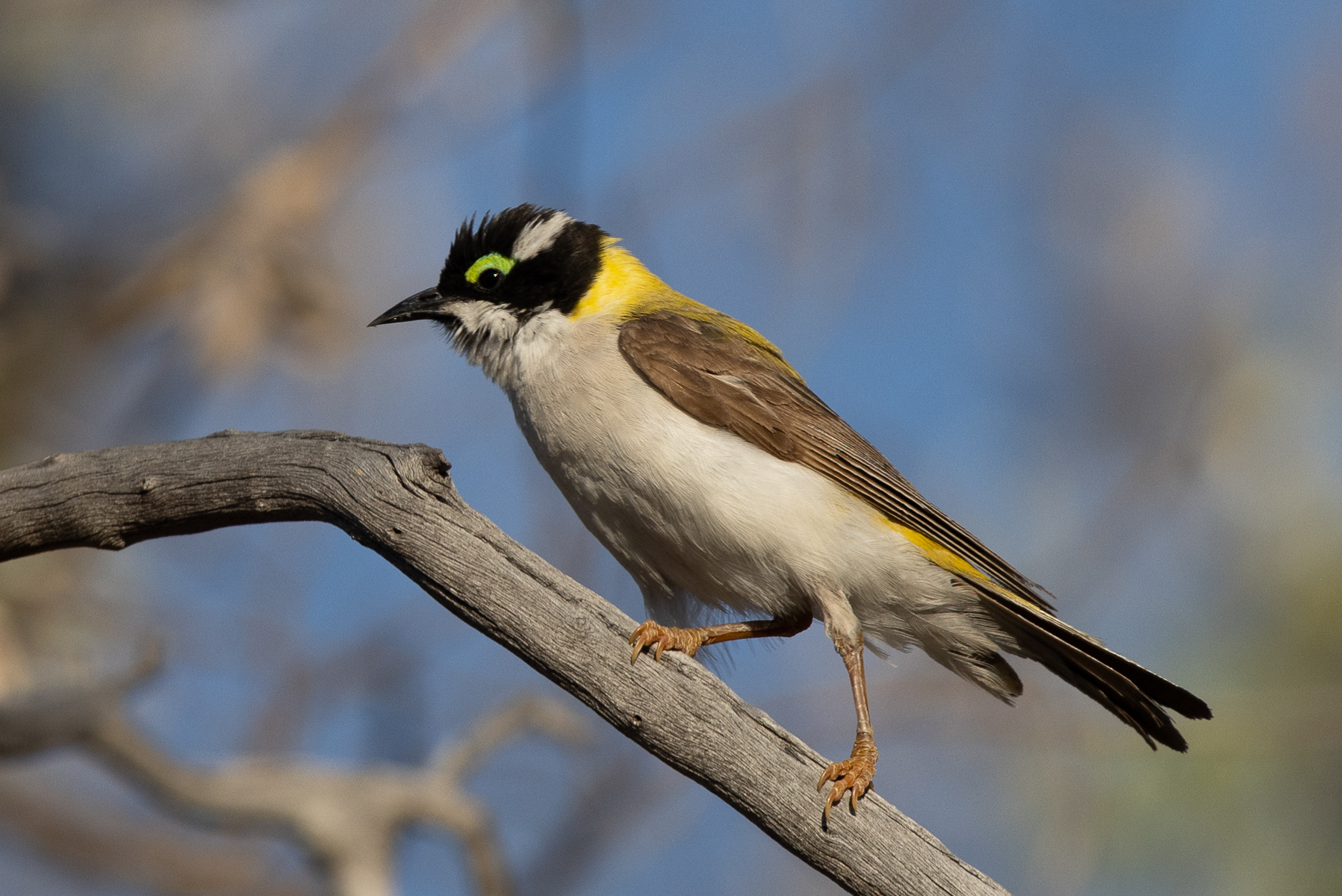 Black-chinned Honeyeater (image by Frederic Pelsy)