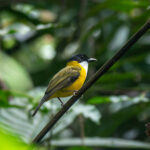 Black-chinned Whistler (image by Dave Farrow)