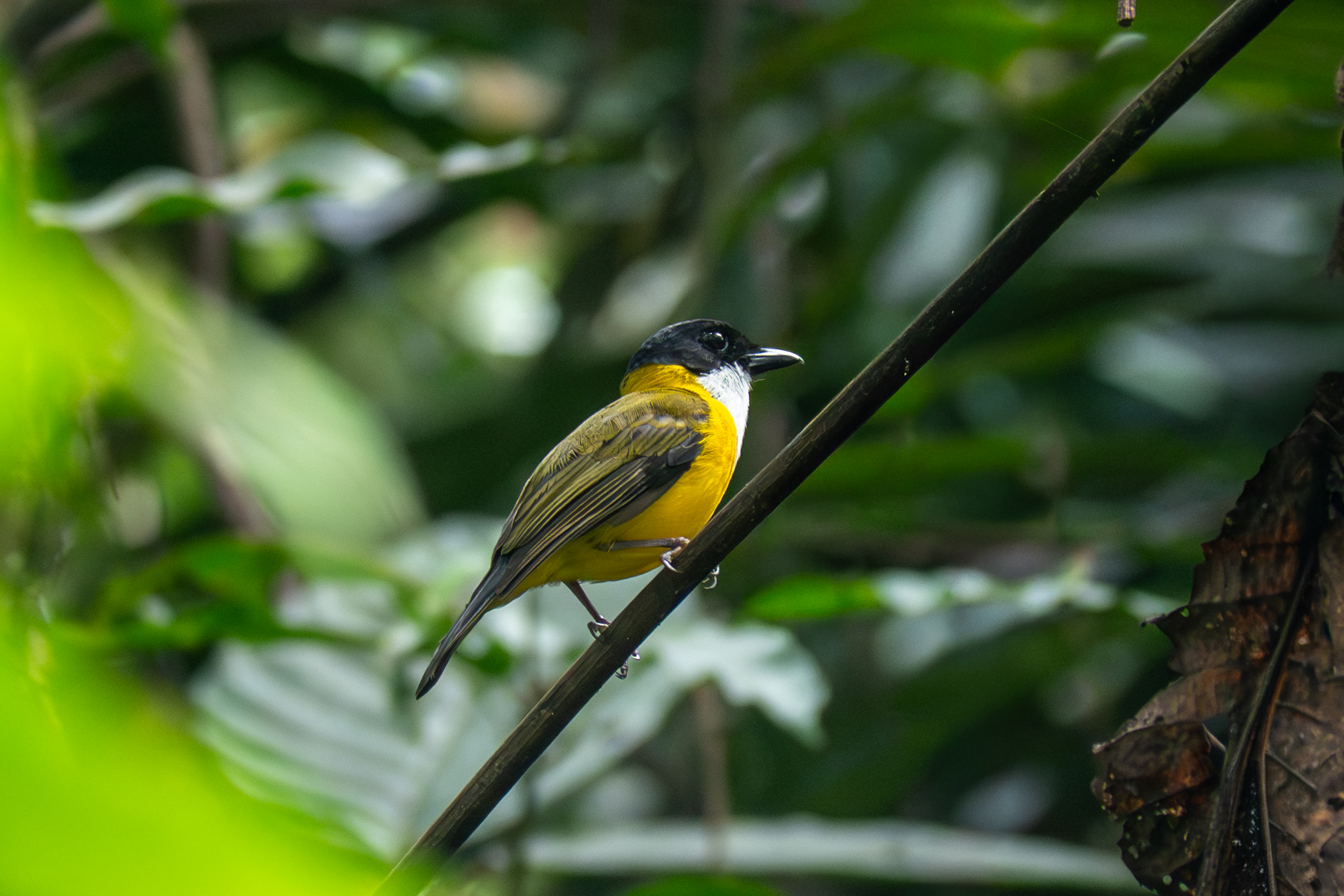 Black-chinned Whistler (image by Dave Farrow)