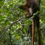 Black-crested Sumatran Langur (image by Sjoerd Radstaak)