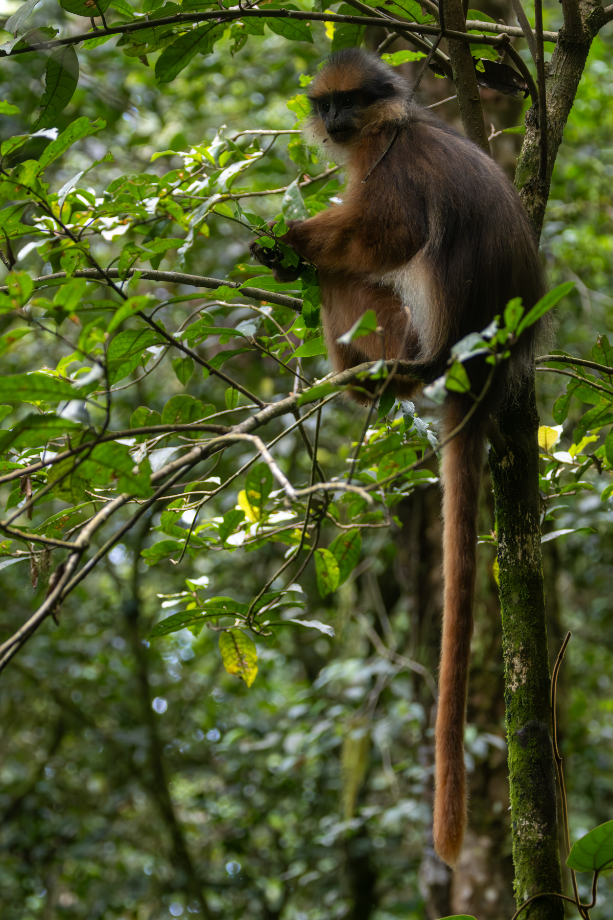 Black-crested Sumatran Langur (image by Sjoerd Radstaak)