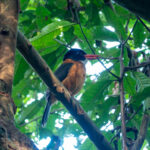 Black-headed Kingfisher (image by Dave Farrow)