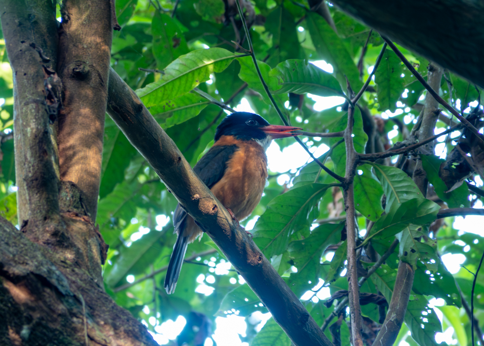 Black-headed Kingfisher (image by Dave Farrow)