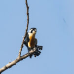 Black-thighed Falconet (image by Trevor Ellery)