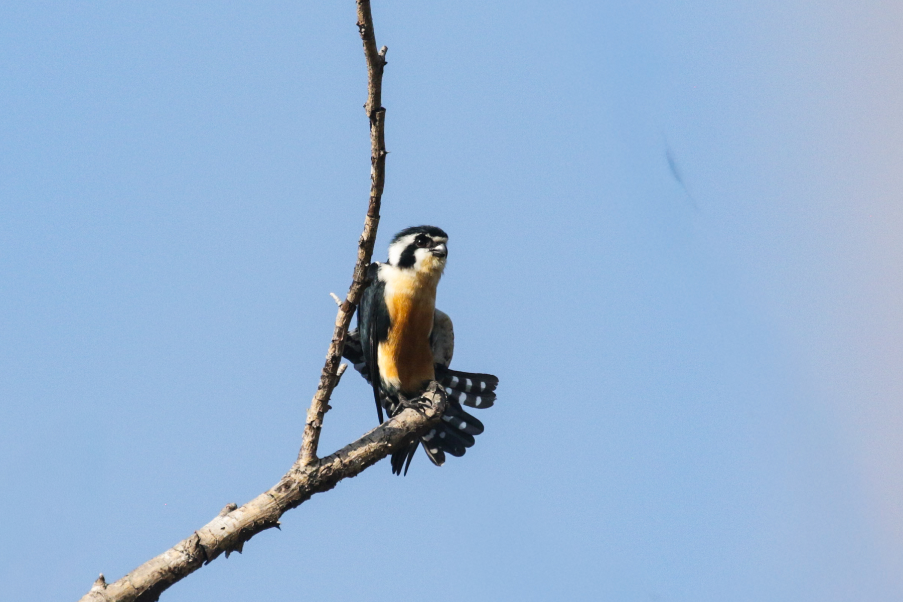 Black-thighed Falconet (image by Trevor Ellery)