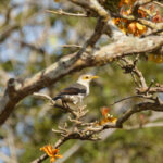 Black-winged Myna (image by Trevor Ellery)