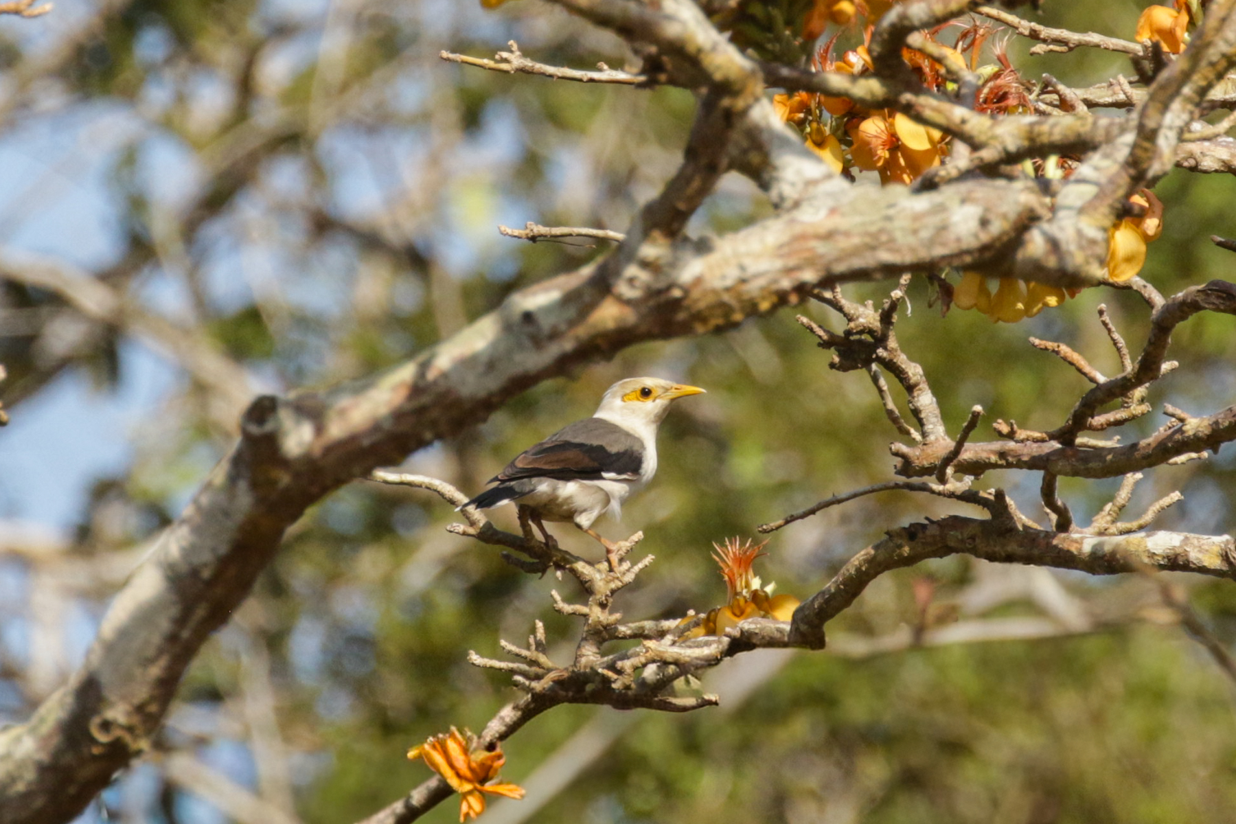 Black-winged Myna (image by Trevor Ellery)