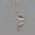 Black-winged Stilt (image by Diedert Koppenol)