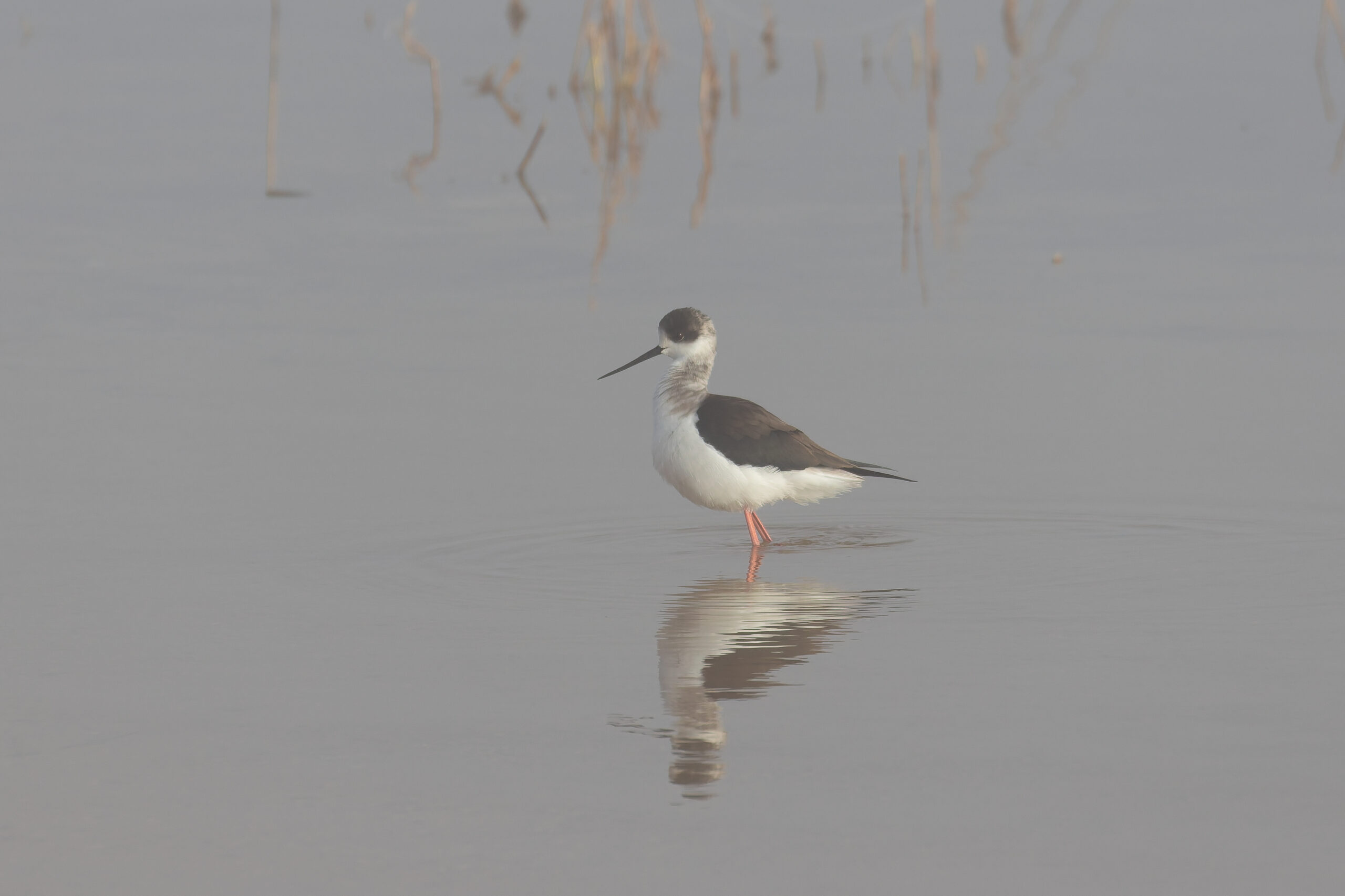 Black-winged Stilt (image by Diedert Koppenol)