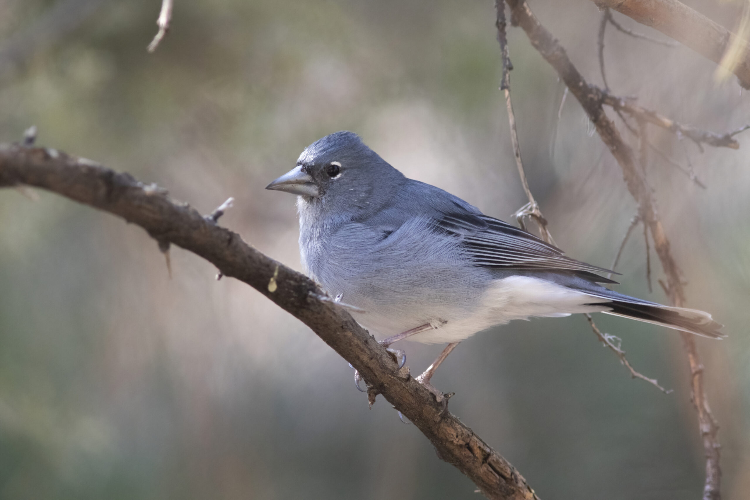 Tenerife Blue Chaffinch (image by Tjomme Fernhout)