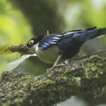 Blue Nuthatch (image by Sjoerd Radstaak)
